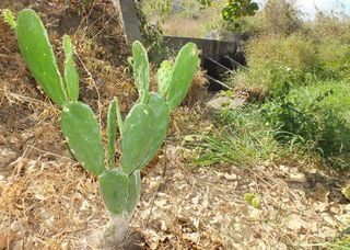 Sertão com água: a inovação da Embrapa que dá esperança aos agricultores do Nordeste