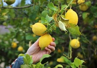 Três árvores frutíferas fáceis de cultivar e perfeitas para qualquer jardim ou varanda