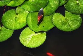 Vitória-régia: a maior planta aquática da Amazônia e tesouro natural brasileiro