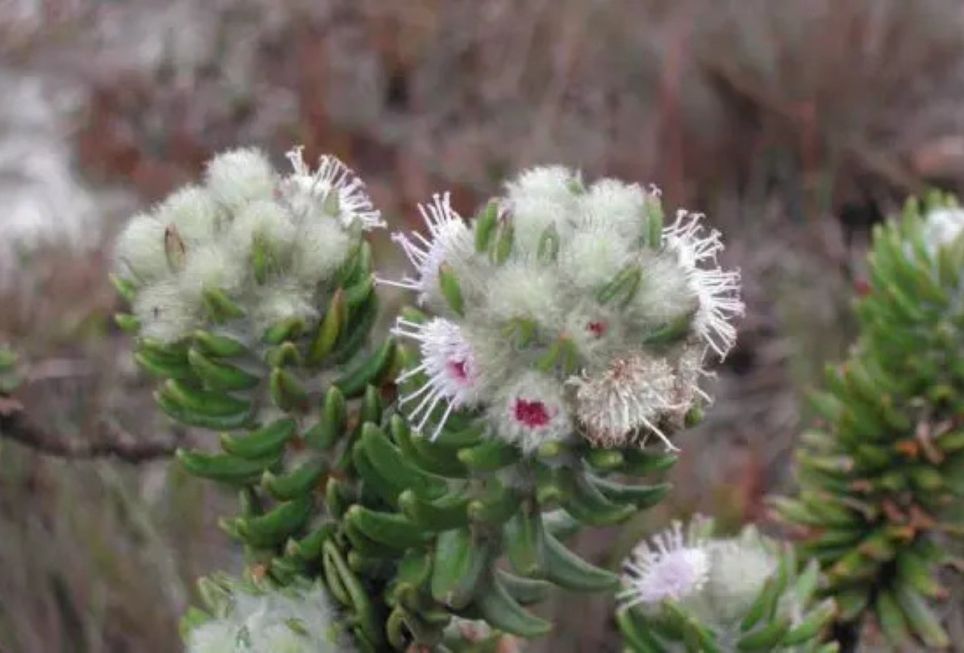 A flora da Serra do Cipó reúne espécies exclusivas, resultado de um processo evolutivo raro que transformou a região em referência mundial em biodiversidade. (Foto: José Rubens Pirani/Acervo pessoal ) A flora da Serra do Cipó reúne espécies exclusivas, resultado de um processo evolutivo raro que transformou a região em referência mundial em biodiversidade. (Foto: José Rubens Pirani/Acervo pessoal )