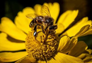 Abelhas da Amazônia peruana se tornam os primeiros insetos a conquistar direitos legais