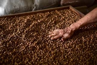 Açaí além da polpa: resíduo do fruto vira solução ecológica na Amazônia