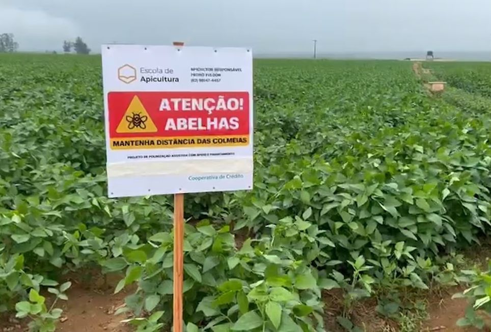 Utilização de abelhas pode aumentar a produtividade da lavoura de 15 a 20% Reprodução/Record News