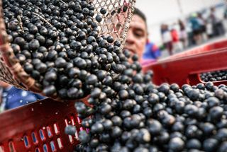 Brasil reconhece açaí como fruta nacional para barrar patentes estrangeiras