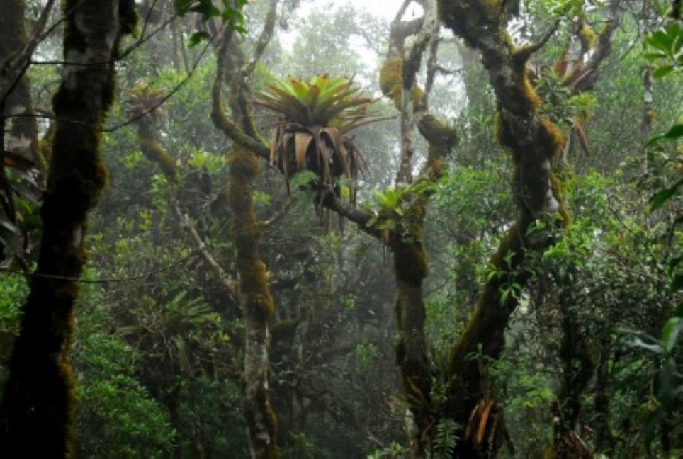 Bromélia no alto de árvore no Núcleo Santa Virgínia, Parque Estadual da Serra do Mar: água acumulada em seus tanques concentra nutrientes que fertilizam as manchas de solo abaixo dessas plantas durante eventos de chuva (foto: Rafael S. Oliveira/IB-Unicamp)