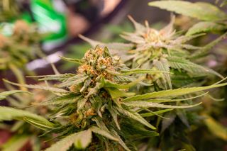 Cannabis no campo: Anvisa autoriza Embrapa e inaugura era da pesquisa