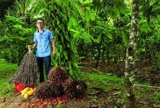 Comunidade japonesa na Amazônia torna-se referência mundial em sustentabilidade agrícola