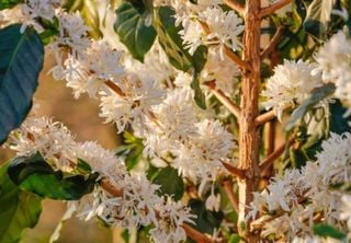 Conheça as flores que dão origem ao sabor e aroma do cacau, do café e da baunilha 
