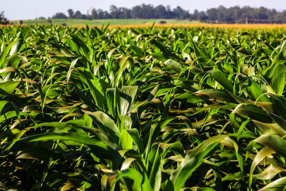 ZARC, risco ZARC, risco