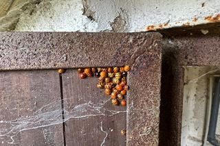 Joaninha que virou vilã: o controle ecológico que escapou e mudou a Europa