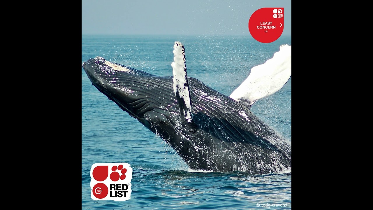 youtube video id=V4MGeO0ikZ8