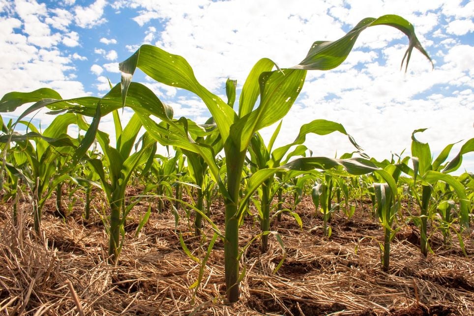 safrinha, milho, chuva