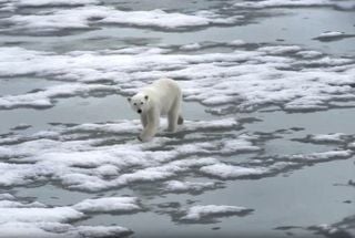 Boletim Ártico da NOAA 2025: Aquecimento acelerado, rios oxidando e recuo recorde do gelo!
