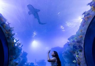 Nova atração: aquário gigante é inaugurado em Foz do Iguaçu e se torna um dos maiores da América do Sul