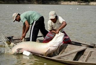 Pesquisa inédita com genoma protege espécies de peixes da Amazônia