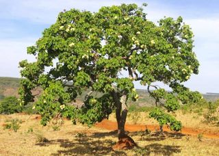 Plantas do Cerrado podem recuperar solos contaminados por agrotóxicos, aponta pesquisa