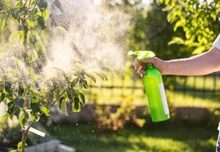 Pragas que só aparecem no verão: como proteger as plantas do seu jardim sem usar produtos químicos 