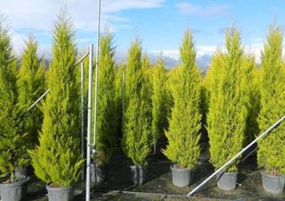 Quer um jardim elegante e fácil de manter? Conheça a tuia-holandesa