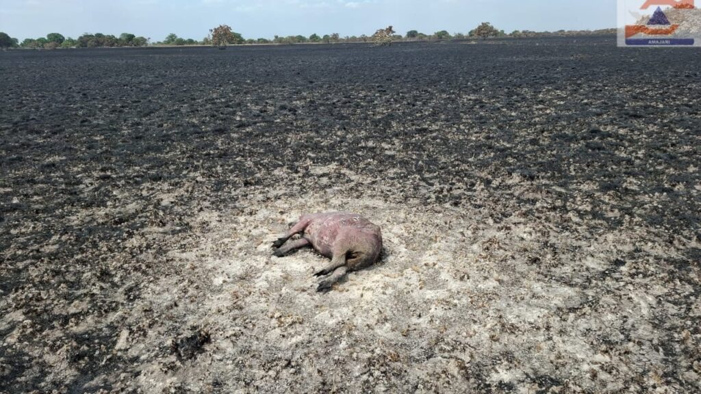 Incêndio destrói vegetação e mata animais no interior de Roraima