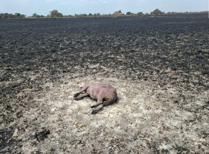 Incêndio destrói vegetação e mata animais no interior de Roraima