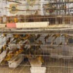 Dupla é presa com 350 canários mantidos ilegalmente em Boa Vista