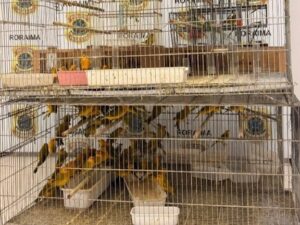 Dupla é presa com 350 canários mantidos ilegalmente em Boa Vista