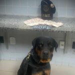 Homem é preso com R$ 600 em cédulas falsas e mandado de prisão em aberto