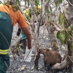 Cenas repetidas de uma tragédia ambiental anunciada na região Norte de Roraima