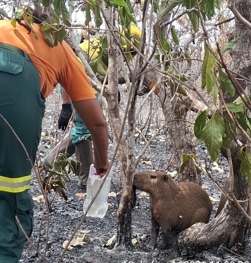 Cenas repetidas de uma tragédia ambiental anunciada na região Norte de Roraima