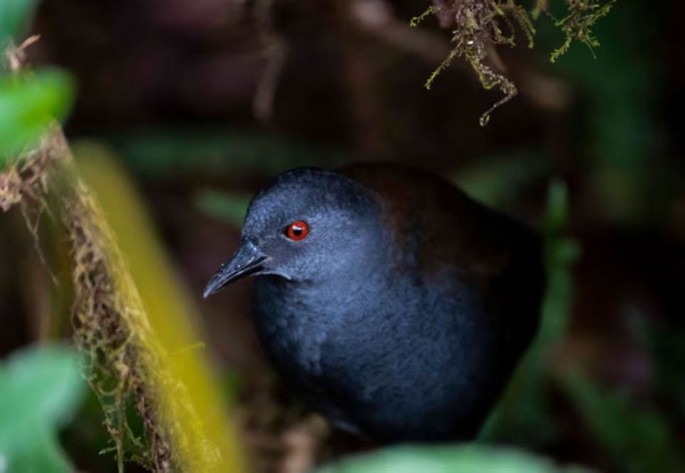 A redescoberta do pachay das Galápagos na Ilha Floreana oferece nova esperança para os esforços de conservação e restauração do ecossistema. A redescoberta do pachay das Galápagos na Ilha Floreana oferece nova esperança para os esforços de conservação e restauração do ecossistema.