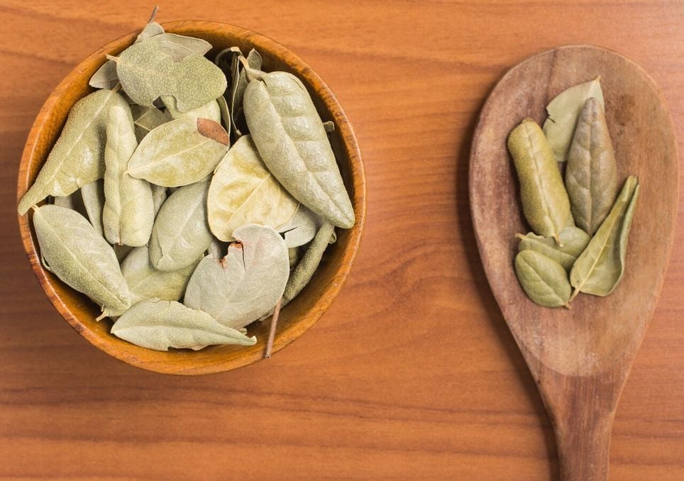 O boldo falso ou boldo brasileiro: a planta que se faz passar pelo verdadeiro boldo chileno