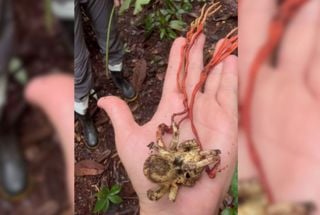 Fungo 'zumbi' que inspirou The Last of Us é registrado pela primeira vez na Amazônia