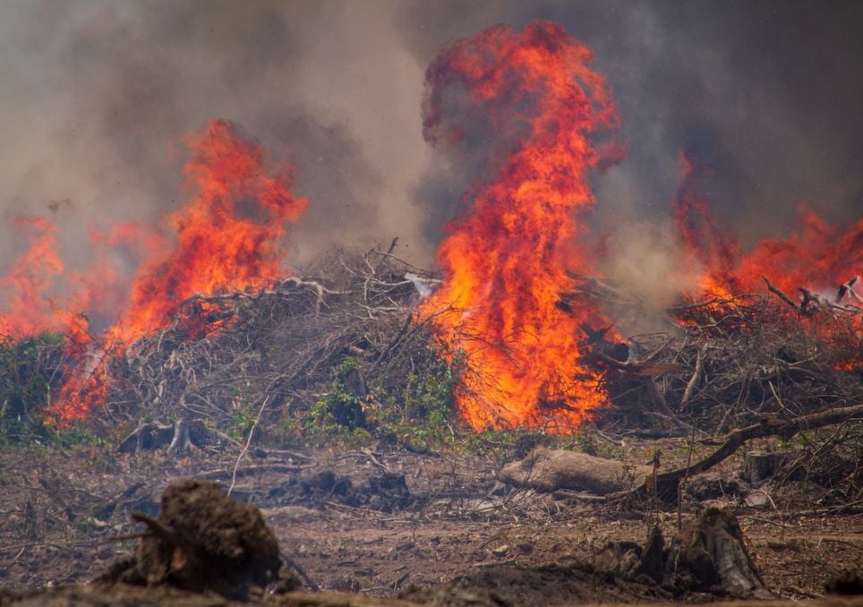Dados recentes do sistema BDQueimadas indicam que a Amazônia e o Nordeste foram as regiões mais afetadas pela alta incidência de fogo.