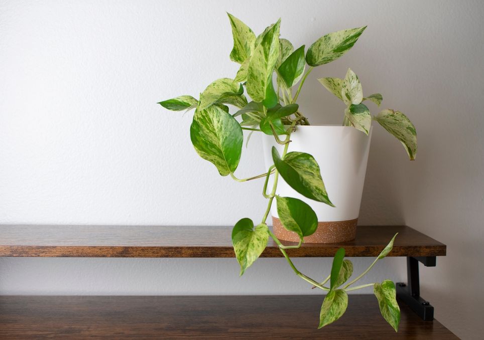 pothos, jiboia