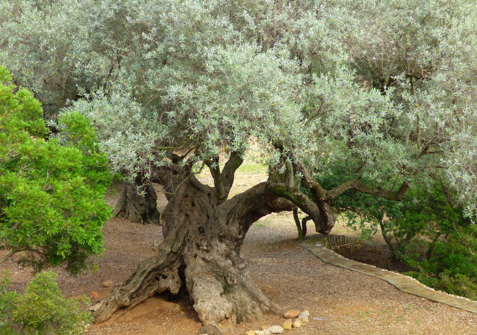 O santuário vivo das oliveiras milenares do planeta. Sabe onde é?