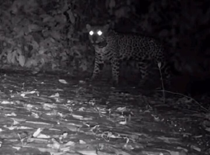 Onças também miam? Sons inéditos desafiam o que a ciência sabia sobre a espécie