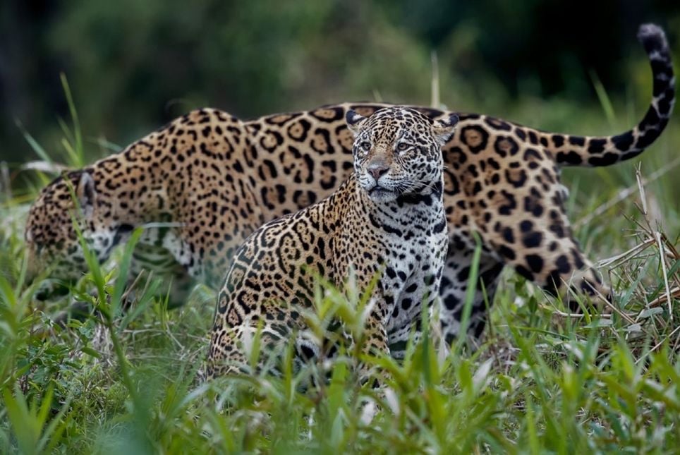 A vocalização é considerada uma forma de comunicação entre mães e filhotes