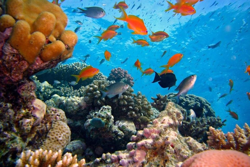 Branqueamento e mortalidade em massa de recifes de coral vêm sendo detectados desde os anos 1990 Link para matéria: https://www.nexojornal.com.br/externo/pesquisa-protecao-ecossistema-oceano-recifes-de-coral-mudanca-climatica © 2026 | Todos os direitos deste material são reservados ao NEXO JORNAL LTDA., conforme a Lei nº 9.610/98. A sua publicação, redistribuição, transmissão e reescrita sem autorização prévia é proibida.