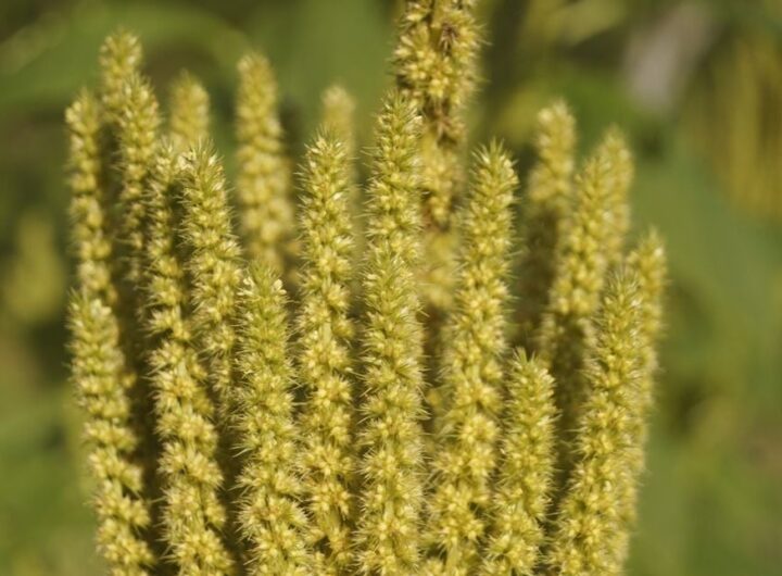 Praga quarentenária em alerta: caruru-palmeri é detectado em SP e preocupa lavouras