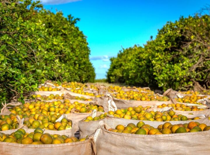 Safra de laranja 2025/26 cai para 292,6 milhões de caixas