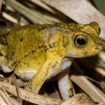 Sapo concho: o anfíbio em perigo de extinção que Bad Bunny trouxe para o cenário mundial