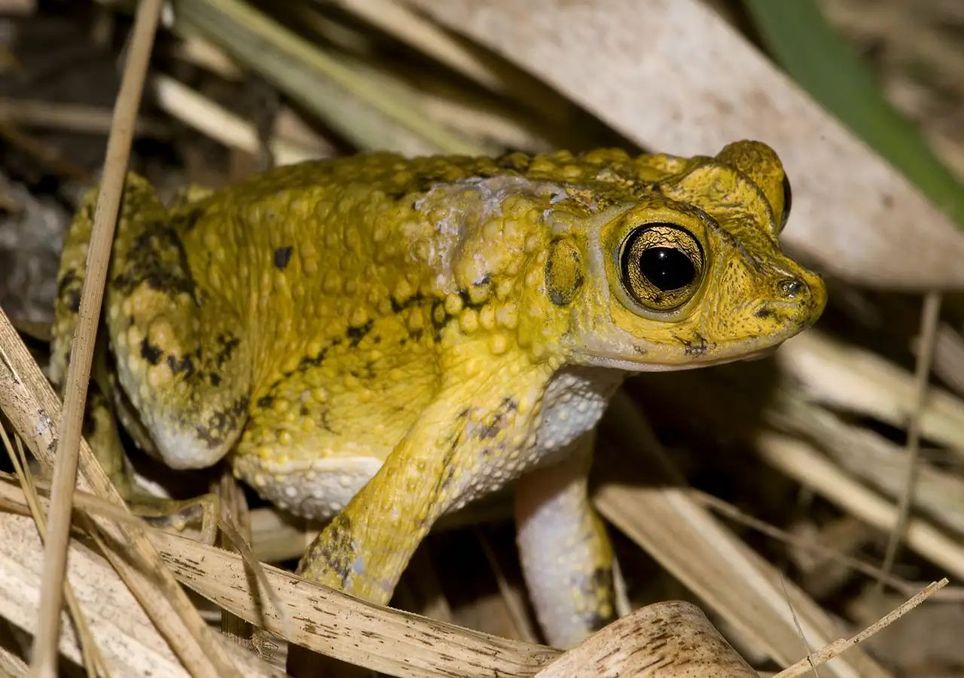 Sapo concho: o anfíbio em perigo de extinção que Bad Bunny trouxe para o cenário mundial