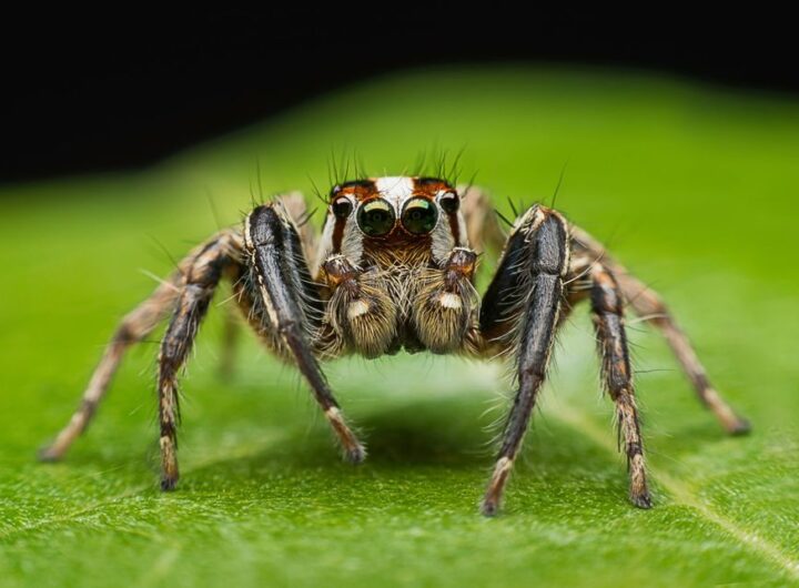 Seda de aranha: a “cola molecular” que pode mudar os materiais do futuro