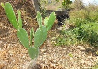 Sertão com água: a inovação da Embrapa que dá esperança aos agricultores do Nordeste