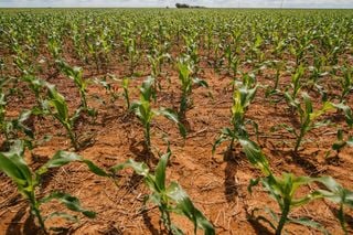 Soja, safrinha e floresta: estudo liga lucro à valorização da terra e desmatamento em Mato Grosso
