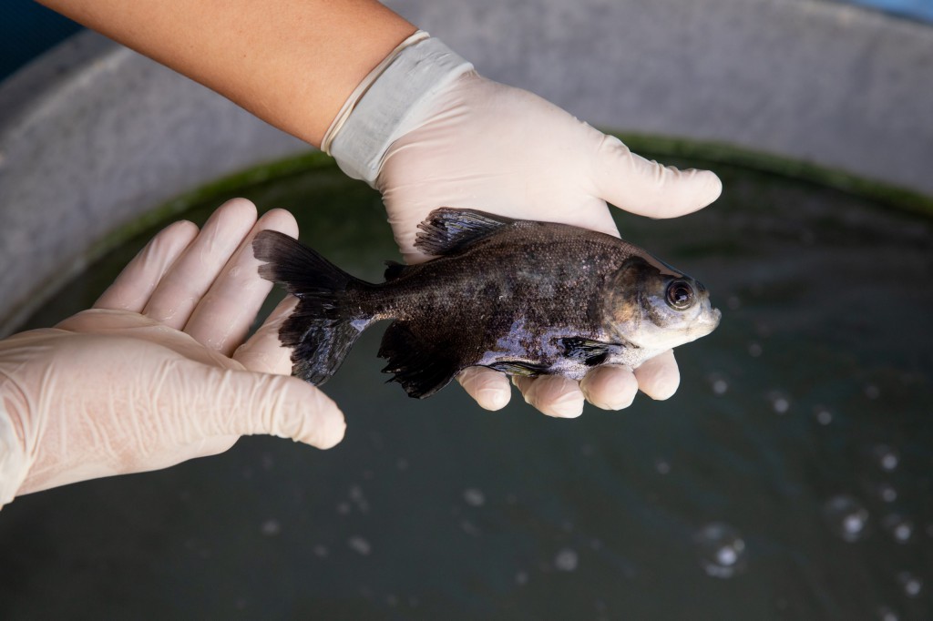 Fapeam inscrições para o programa Prospam Fapeam Fotos Divulgação Fapeam  (1)