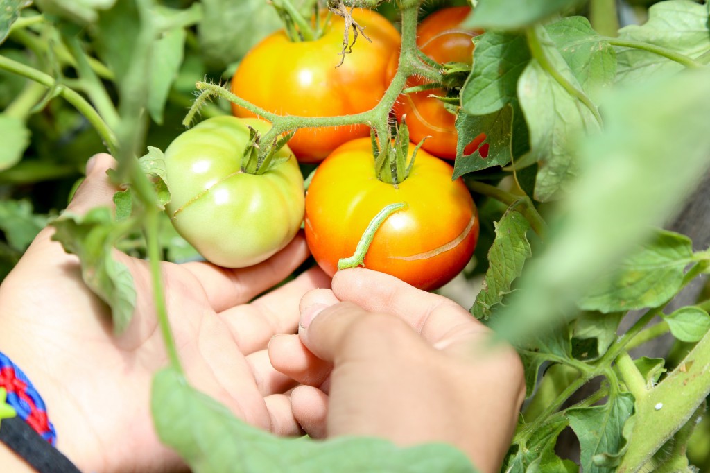 Fapeam inscrições para o programa Prospam Fapeam Fotos Divulgação Fapeam  (2)